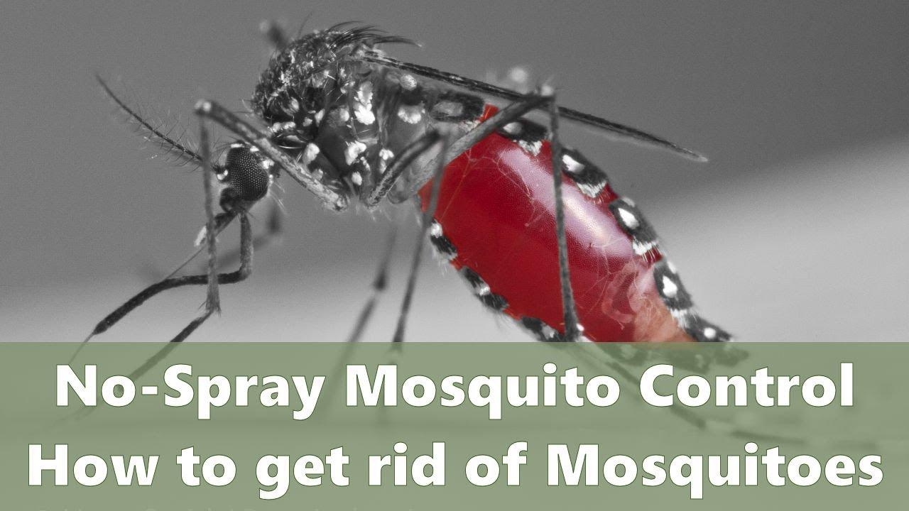 Mosquito Control Without Sprays
