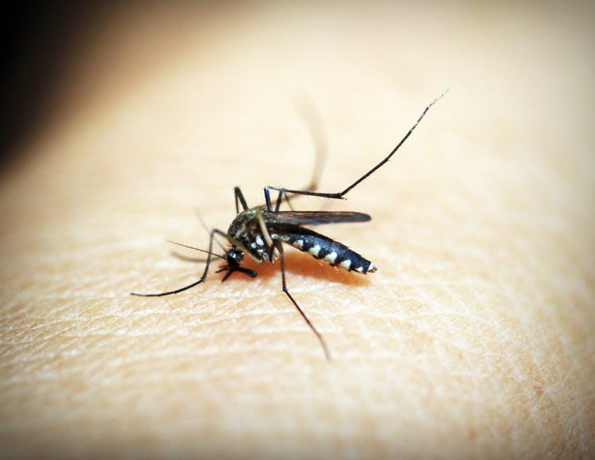 Mosquitoes