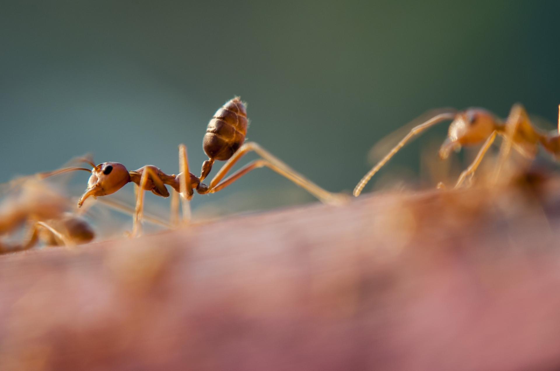 Tiny ants gathering on a surface in a Maryland home