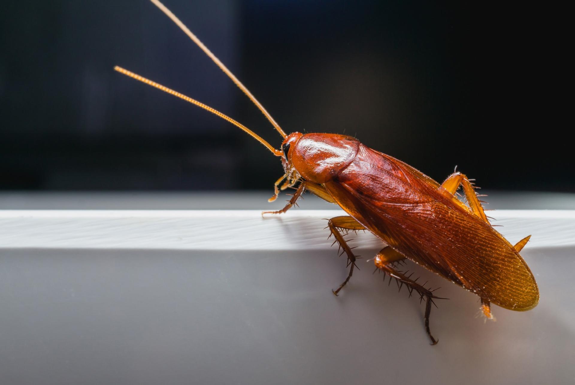 A cockroach on a light surface