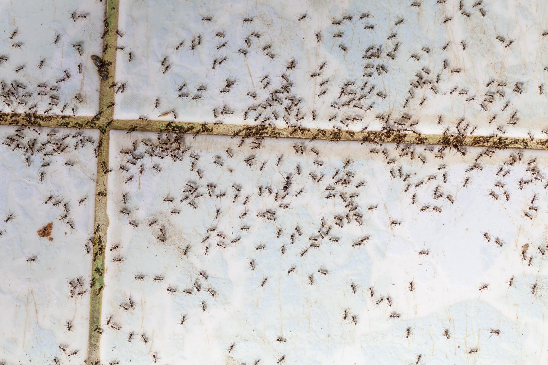 Ants swarming across a tiled floor
