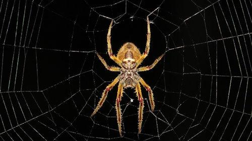 Spider web near exterior porch lighting where flying insects gather