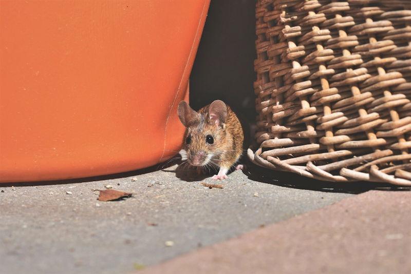 Rodents