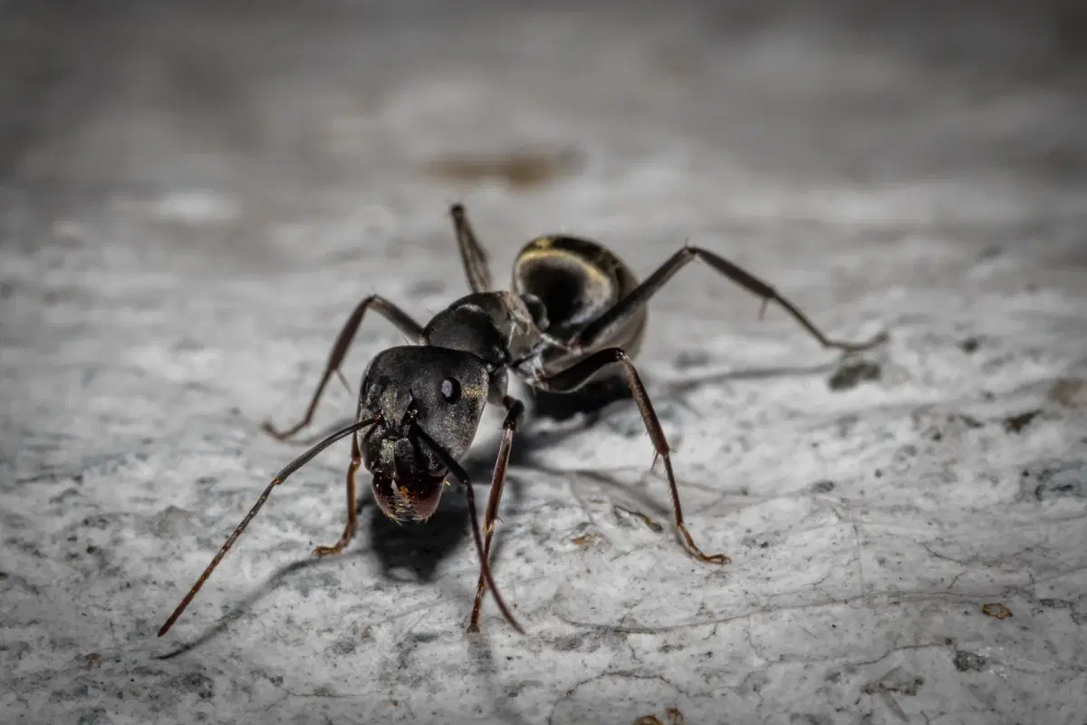 Carpenter ants on damaged wood
