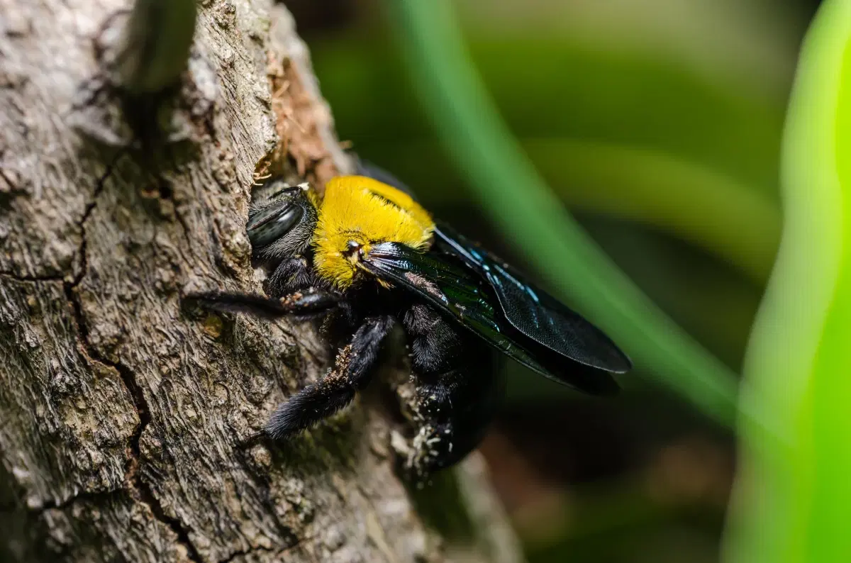 Carpenter bee damage on exterior wood