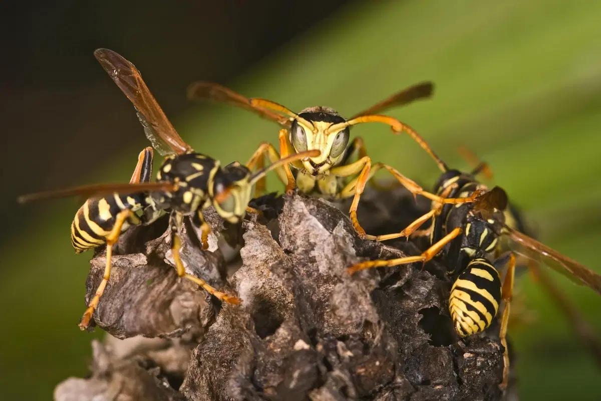 A wasp nest under a roof eave