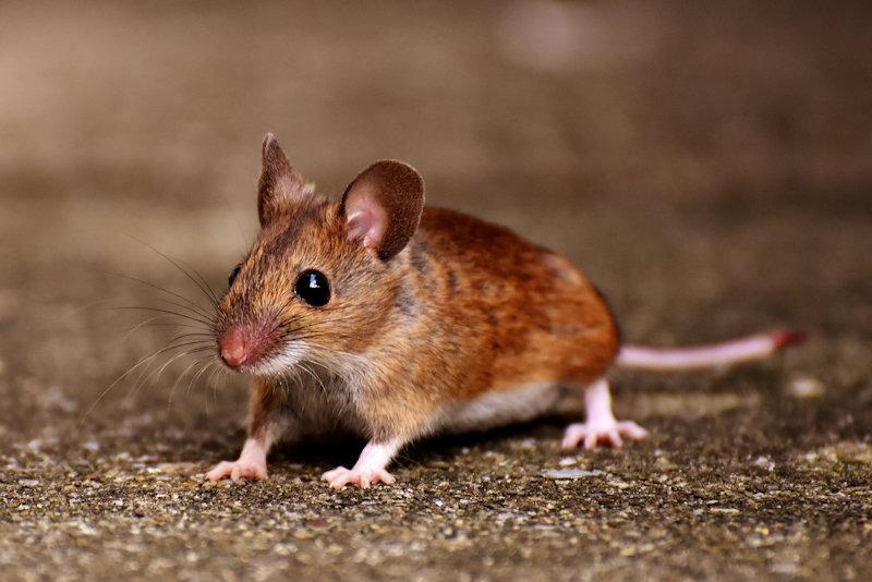 A wood mouse outside a home — rodents enter intentionally for shelter and warmth