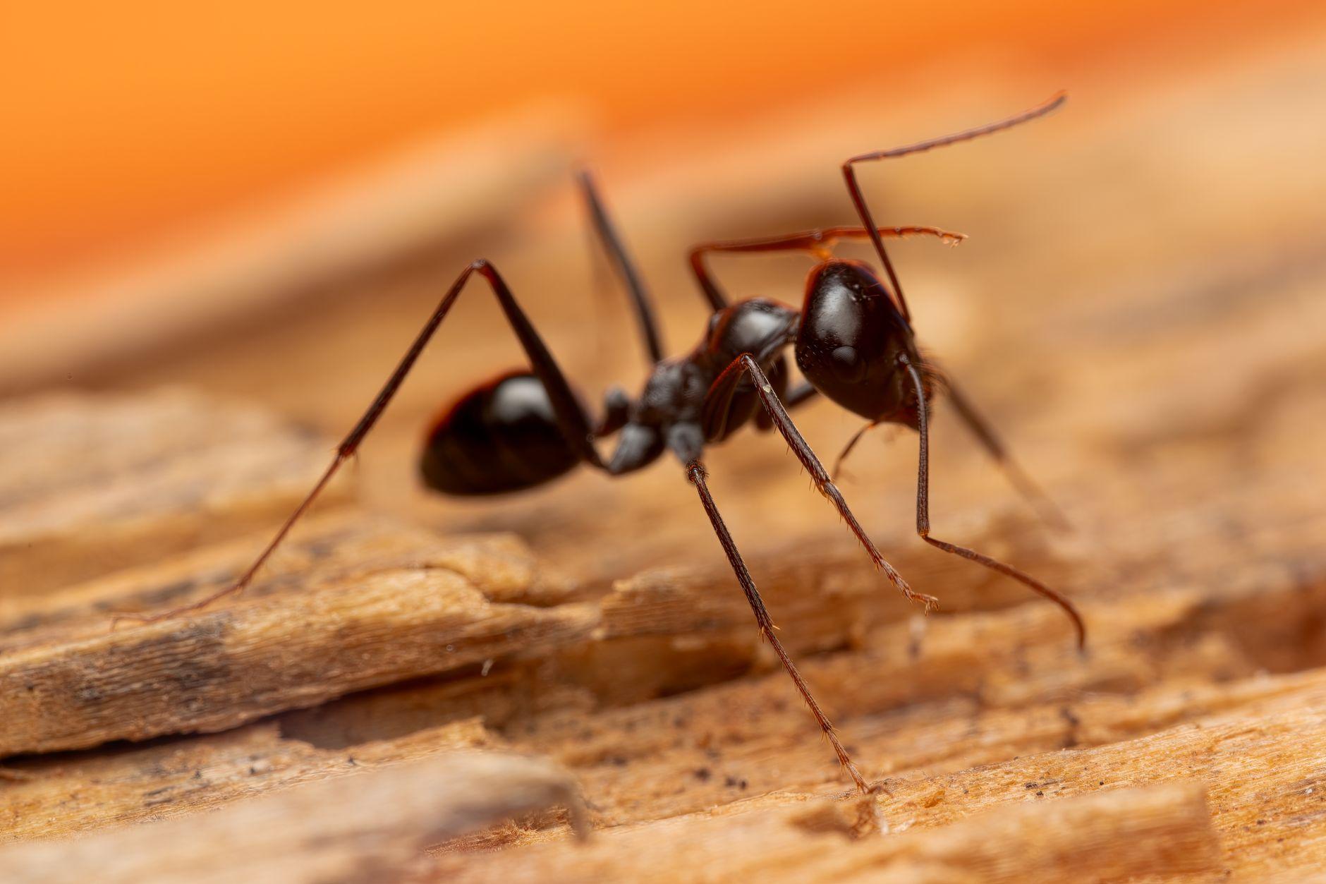 Close-up of an ant — most indoor ant activity is driven by exterior colonies