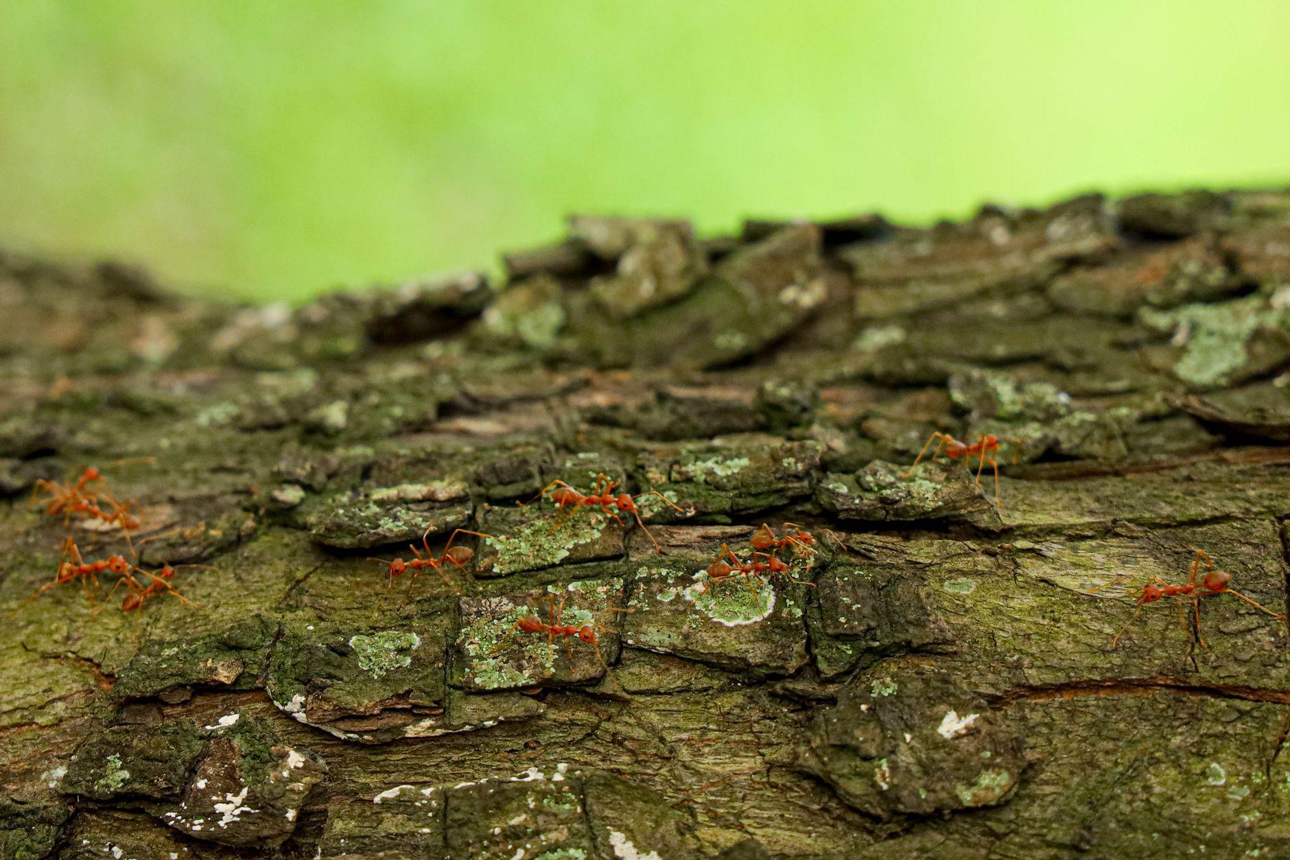 Ants active and trailing across a surface near the home