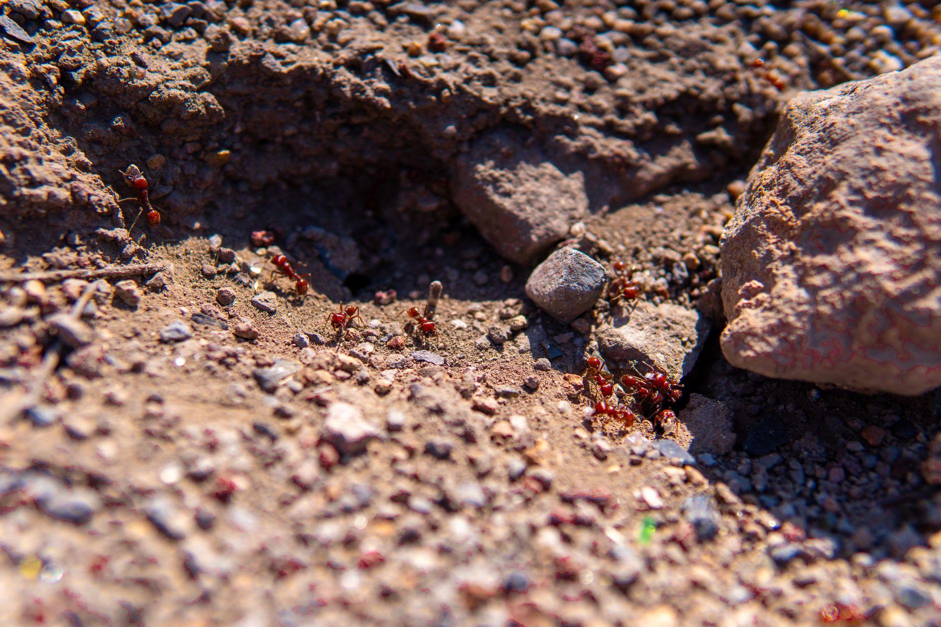 Ant colonies commonly live outdoors — in soil, mulch, and landscaping around the home