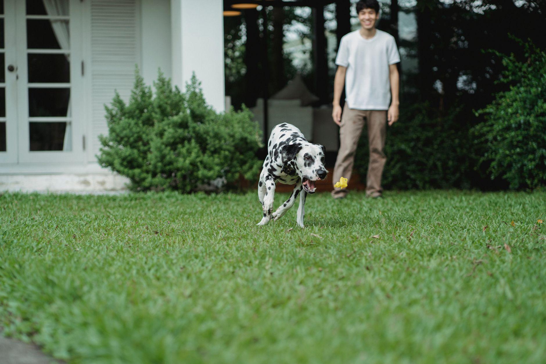 A homeowner and dog enjoy a protected, ant-free yard — pest control built for homes with pets