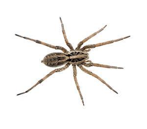 Spiders — pest control in Southern Maryland & Northern Virginia