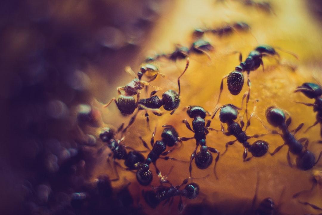 Ants — pest control in Southern Maryland & Northern Virginia