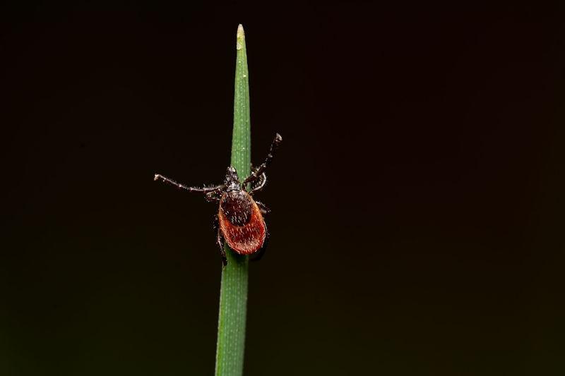 Ticks